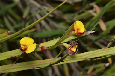 APII jpeg image of Bossiaea ensata  © contact APII