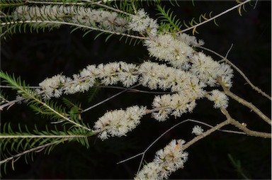 APII jpeg image of Melaleuca oxyphylla  © contact APII