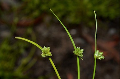 APII jpeg image of Isolepis gaudichaudiana  © contact APII