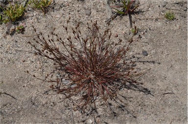 APII jpeg image of Juncus bufonius  © contact APII