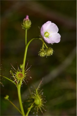 APII jpeg image of Drosera hookeri  © contact APII