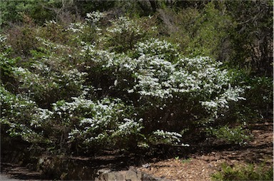 APII jpeg image of Leptospermum continentale 'Horizontalis'  © contact APII