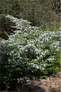 APII jpeg image of Leptospermum continentale 'Horizontalis'  © contact APII