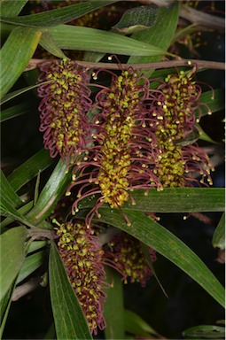 APII jpeg image of Hakea trineura  © contact APII