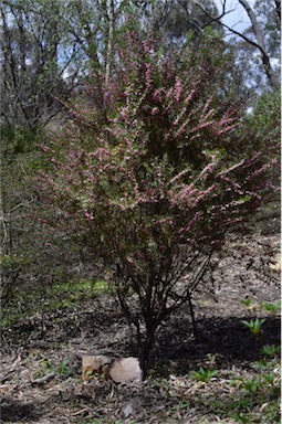 APII jpeg image of Boronia heterophylla  © contact APII