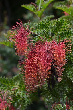 APII jpeg image of Grevillea bipinnatifida 'Jingle Bells'  © contact APII