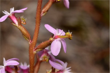 APII jpeg image of Stylidium graminifolium  © contact APII