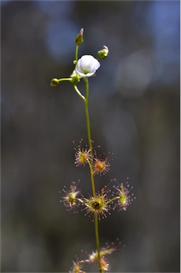 APII jpeg image of Drosera peltata  © contact APII