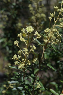 APII jpeg image of Astrotricha ledifolia  © contact APII