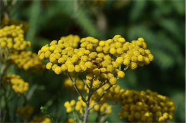 APII jpeg image of Ozothamnus diotophyllus  © contact APII