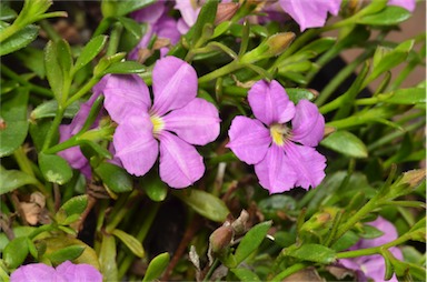 APII jpeg image of Scaevola 'Pink Perfection'  © contact APII