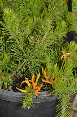 APII jpeg image of Persoonia chamaepitys 'Bournda Glow'  © contact APII