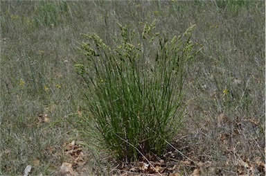 APII jpeg image of Dactylis glomerata  © contact APII