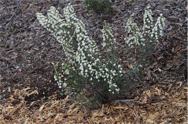 APII jpeg image of Ozothamnus ericifolius subsp. reflexus  © contact APII