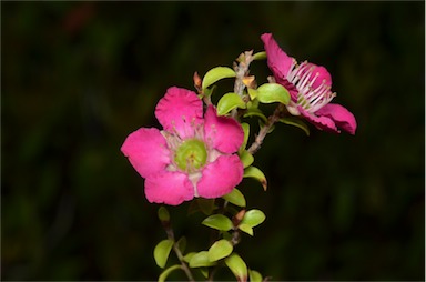 APII jpeg image of Leptospermum 'Riot'  © contact APII