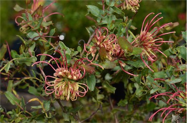 APII jpeg image of Grevillea maccutcheonii  © contact APII