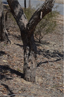 APII jpeg image of Angophora hispida  © contact APII