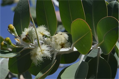 APII jpeg image of Eucalyptus pleurocarpa  © contact APII