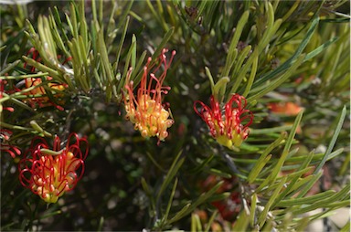 APII jpeg image of Grevillea concinna subsp. lehmanniana  © contact APII