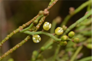 APII jpeg image of Cassytha pubescens  © contact APII