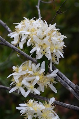 APII jpeg image of Clematis aristata  © contact APII