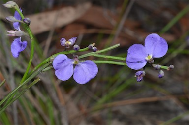 APII jpeg image of Comesperma sphaerocarpum  © contact APII