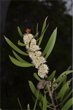 APII jpeg image of Hakea laevipes subsp. laevipes  © contact APII