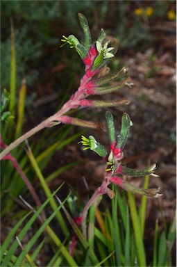 APII jpeg image of Anigozanthos 'Bush Dance'  © contact APII