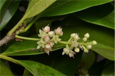 APII jpeg image of Corynocarpus rupestris subsp. rupestris  © contact APII