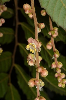 APII jpeg image of Cupaniopsis flagelliformis var. australis  © contact APII