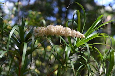 APII jpeg image of Dracophyllum sayeri  © contact APII