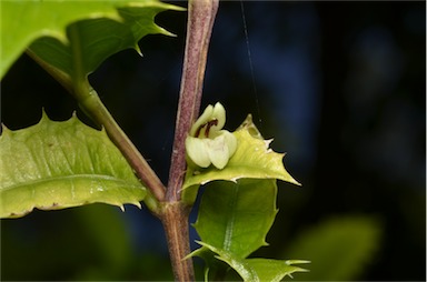 APII jpeg image of Graptophyllum spinigerum aff.  © contact APII