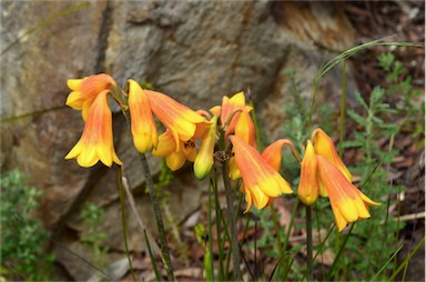 APII jpeg image of Blandfordia grandiflora  © contact APII