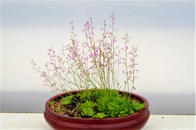 APII jpeg image of Stylidium debile  © contact APII