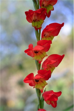 APII jpeg image of Gladiolus dalenii  © contact APII