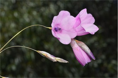 APII jpeg image of Dierama pendulum  © contact APII