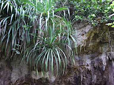 APII jpeg image of Pandanus christmatensis  © contact APII