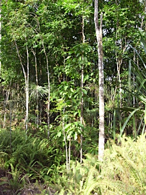 APII jpeg image of Planchonella nitida  © contact APII