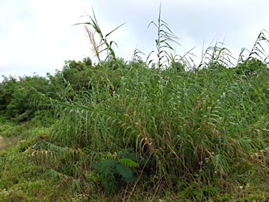 APII jpeg image of Arundo donax  © contact APII