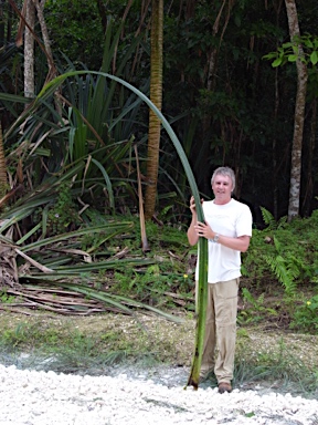 APII jpeg image of Pandanus elatus  © contact APII