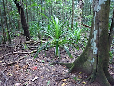 APII jpeg image of Pandanus elatus  © contact APII