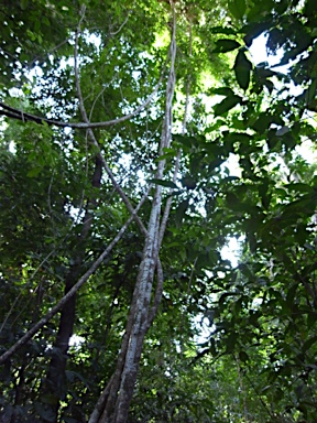 APII jpeg image of Schefflera elliptica  © contact APII