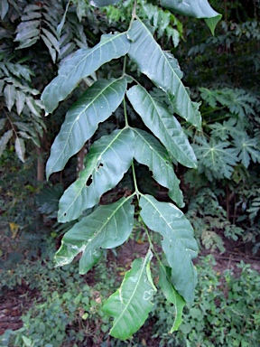 APII jpeg image of Dysoxylum gaudichaudianum  © contact APII