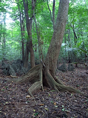 APII jpeg image of Terminalia catappa  © contact APII