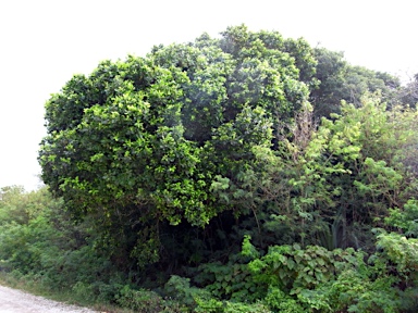 APII jpeg image of Calophyllum inophyllum  © contact APII