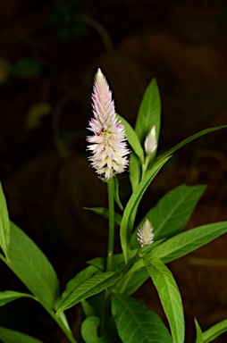 APII jpeg image of Celosia argentea  © contact APII