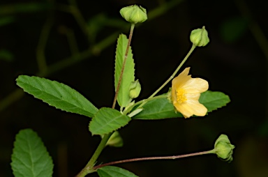 APII jpeg image of Sida rhombifolia  © contact APII