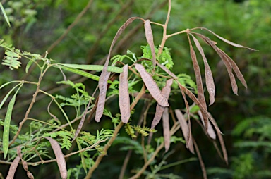 APII jpeg image of Leucaena leucocephala  © contact APII