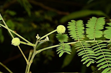 APII jpeg image of Leucaena leucocephala  © contact APII