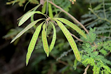 APII jpeg image of Leucaena leucocephala  © contact APII